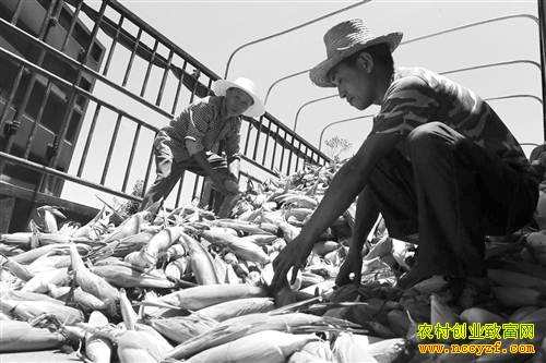 重庆云阳:种植鲜食糯玉米成农民致富好项目