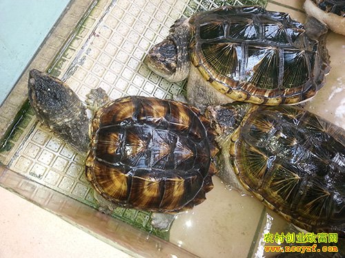 广西贺州:佛鄂龟养殖成农民致富新门路