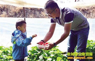 内蒙古呼市大学生潘雨龙回乡创业种植极品草莓好致富