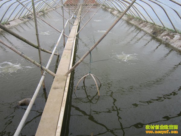 浙江宁海:大棚养殖对虾 平均亩产七八千斤