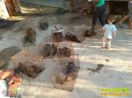 高中毕业生独辟溪径养豪猪·每年创收40万