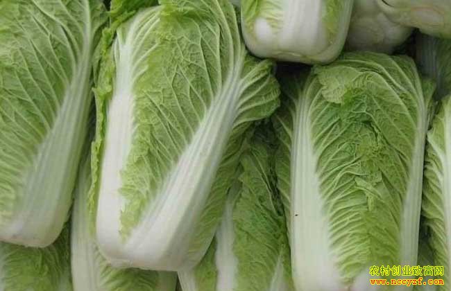 2016年白菜价格行情预测:早熟白菜价格有望走高