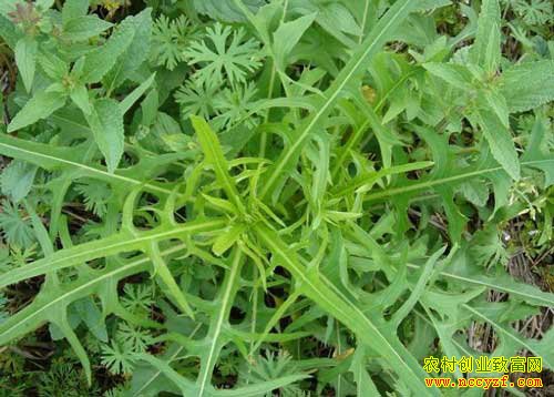 怎样种植苦苣:苦苣高产栽培技术要点