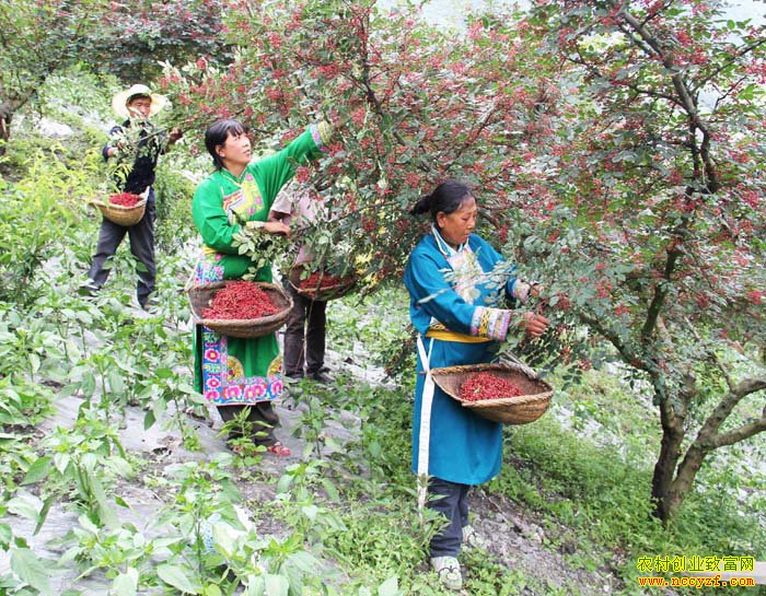 四川汶川花椒丰收:花椒种植成农民致富好项目