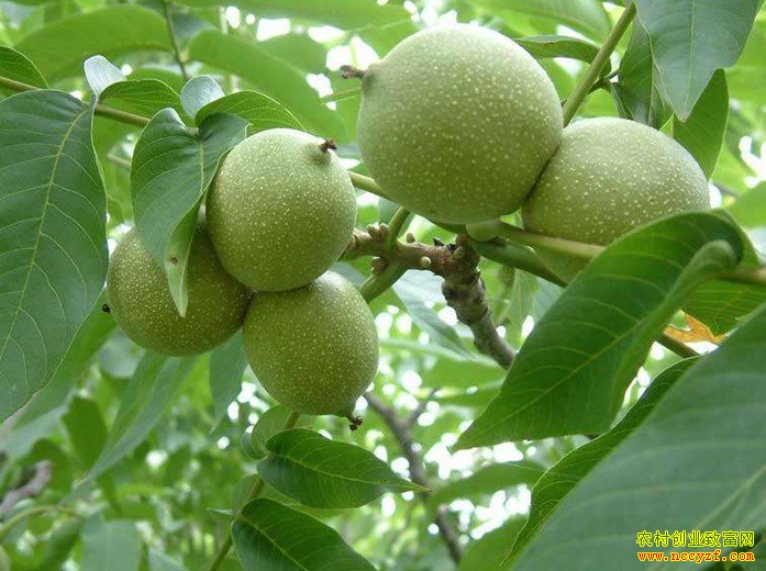 河北逐鹿青皮核桃上市价格稳定