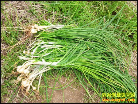 重庆垫江冷家荣种植一亩藠头增收4000元