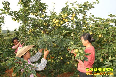 重庆璧山张安文种植黄花梨年收入十多万
