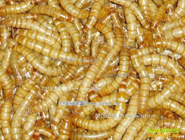 黄粉虫养殖技术:黄粉虫的盆养技术要点