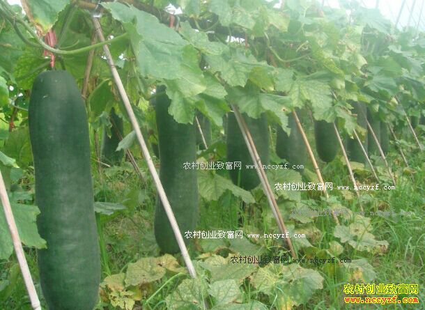 河南沈丘朱伟峰搭架种植黑皮冬瓜效益高