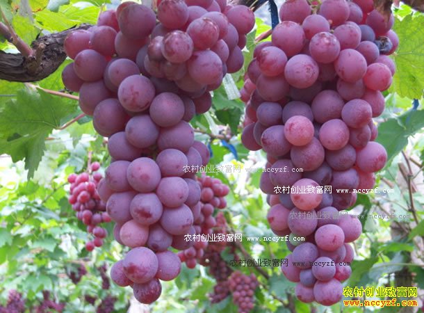 重庆綦江邓跃先:葡萄园里摘果 溶洞里品野味