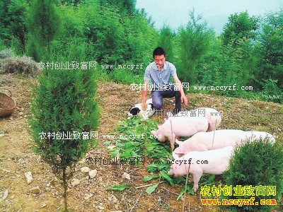 图为刘德斌在山坡上放养生态猪