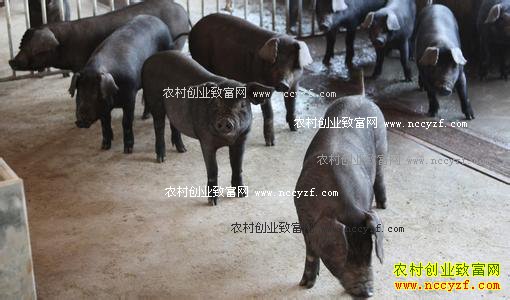 贵州凤冈外来媳妇靳巧玲的养猪致富经