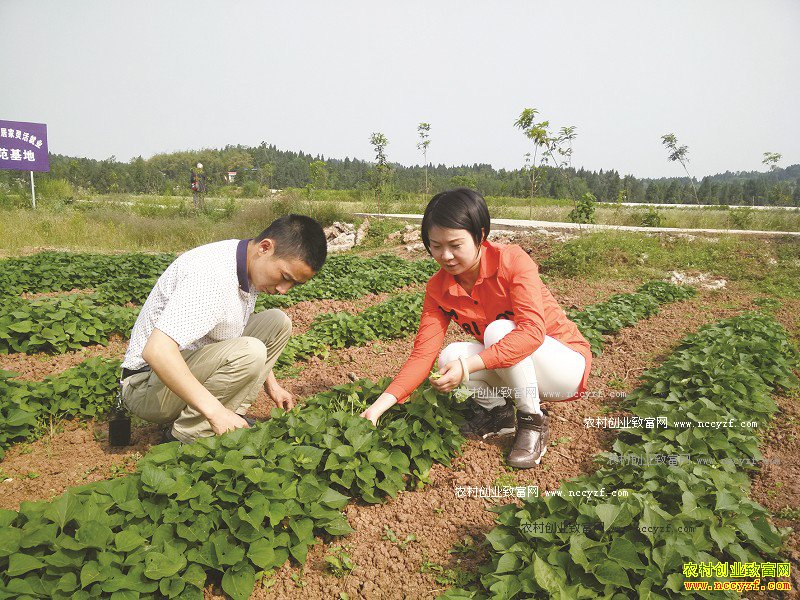 四川安岳红薯妹黄晓艳种红薯带动村民致富