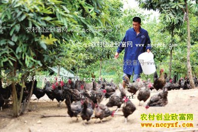 河南南阳樊中阳山地散养鸡年毛利润50多万元