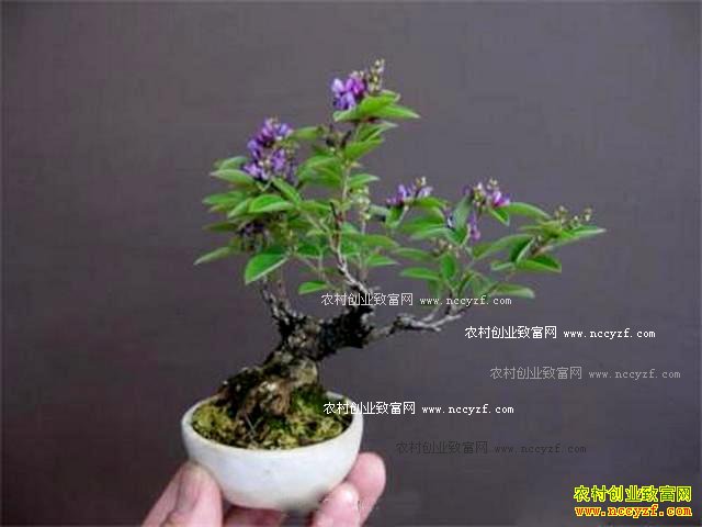 特色微型盆栽市场前景看好