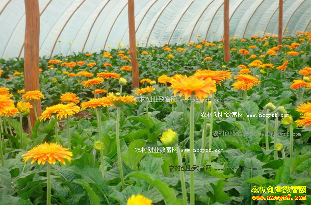 辽宁铁岭宋辉种植非洲菊闯出致富新道路