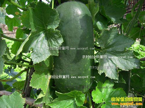 2016年冬瓜价格行情:河北青皮冬瓜价格下滑