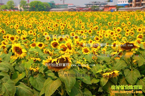 河北辛集王欣上门脱油葵收入真不菲