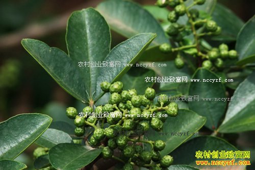 四川金阳县油房村:种植青花椒成农民致富好项目