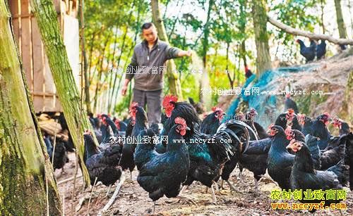 贵州金沙黄守强林下养鸡圆致富梦