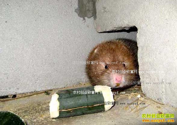 湖南江永县“竹鼠王”何少平养殖竹鼠年纯收入40万元