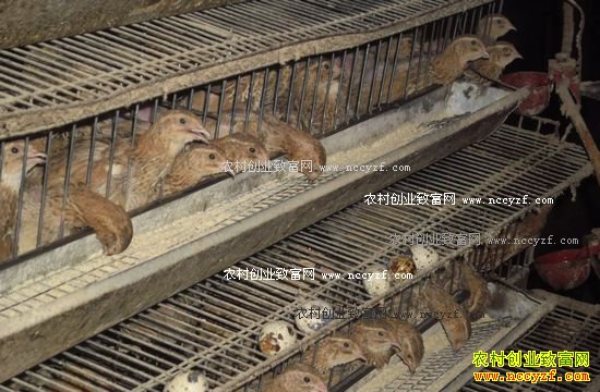 新疆乌鲁木齐陈刚与洪海云夫妻养鹌鹑日收益4000元