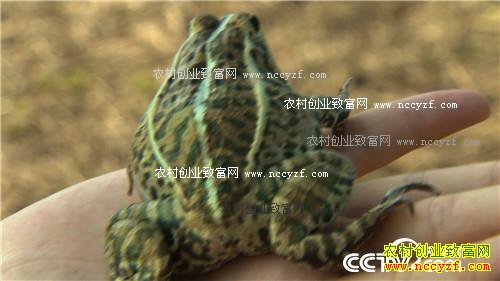 会变色的财富