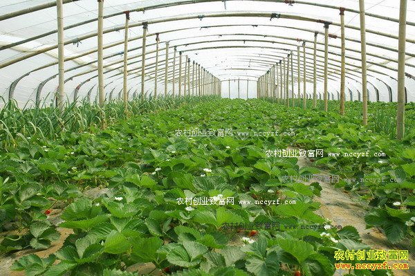 草莓种植技术:立秋后大棚草莓要施足基肥