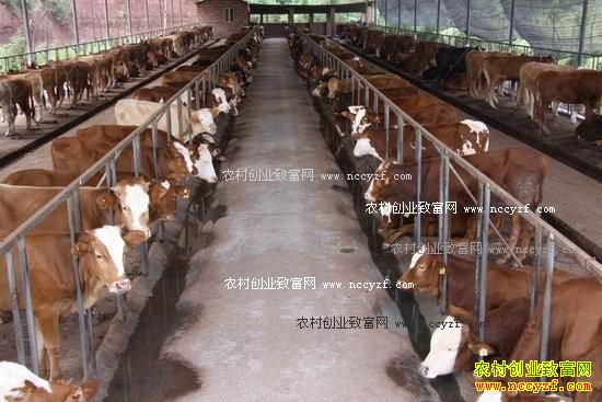 养殖30头肉牛需要投资多少钱,效益多少?