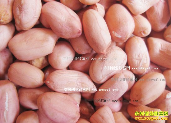 2016年花生价格行情:新季花生米的行情分析
