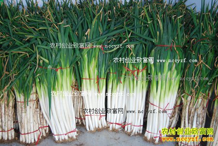2016年大葱价格行情:大葱市场行情惨淡