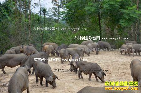 河北围场谢国顺散养生态笨猪每公斤卖到44元