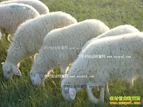 山东利津县郭振娥盐碱地养出美味肉羊