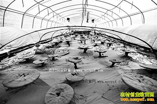 重庆城口熊兴桂大棚种植灵芝1亩灵芝纯利润2万元
