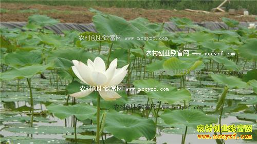 重庆黔江冯大术浅池膜种莲藕每亩效益1.2万元