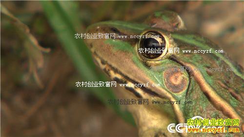 狂人的财富呱呱叫