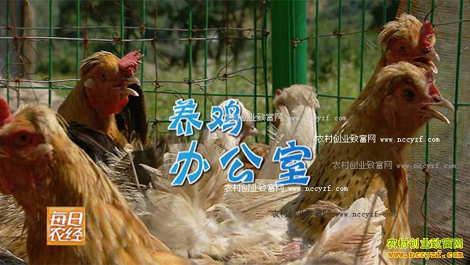 [每日农经]寻找赚钱的甘肃宕昌帽帽鸡