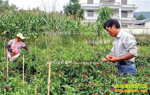 重庆石柱：“石柱红”朝天尖椒种植成农民致富好项目