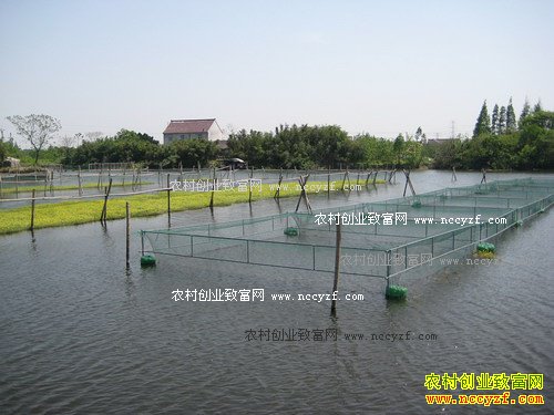 广西玉林“鳖王”陈绍平带领全村养鳖致富