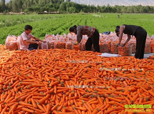 2016年胡萝卜价格行情:胡萝卜价低 种植户亏损