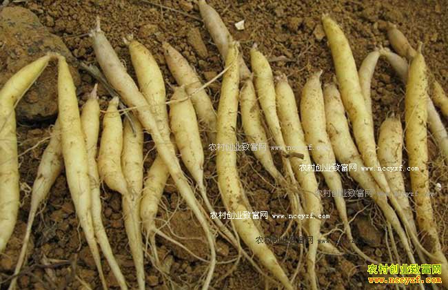 怎样种植太子参:太子参种植技术详解