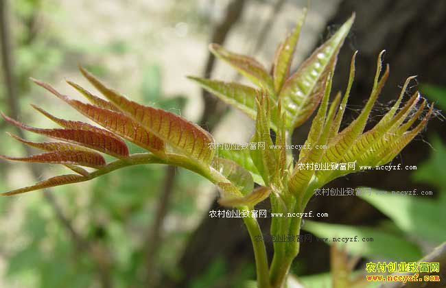 推荐5个特色种植项目-香椿芽种植