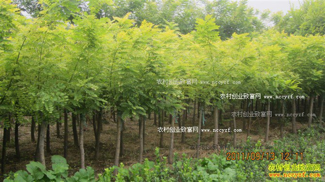 推荐5个特色种植项目-种植金叶国槐
