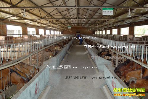 内蒙古科右前旗:标准化肉羊养殖成为致富新引擎