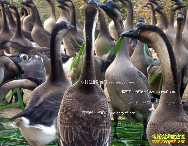 广东肇庆张玉芬养殖黑棕鹅带动村民致富