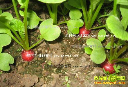 樱桃萝卜秋季栽培技术要点
