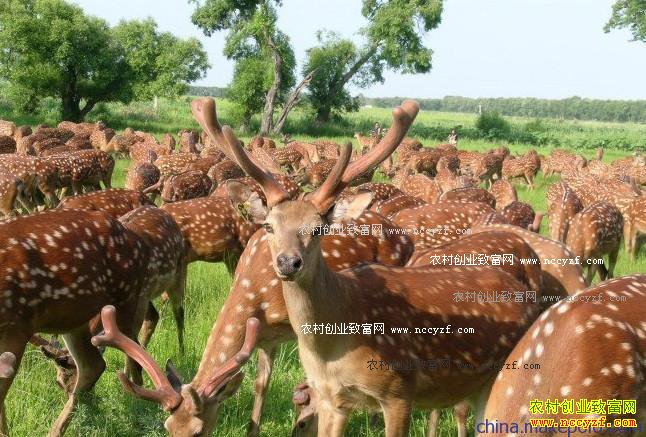 梅花鹿养殖前景及人工养殖梅花鹿技术要点