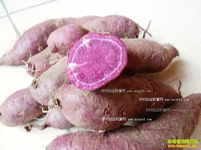 网传转基因食品名单?专家:完全错误