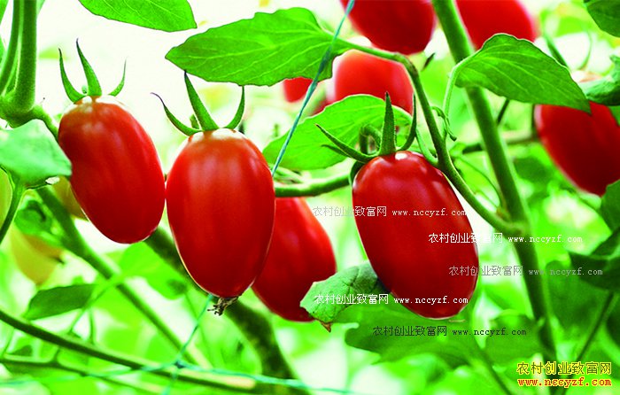 网传转基因食品名单?专家:完全错误