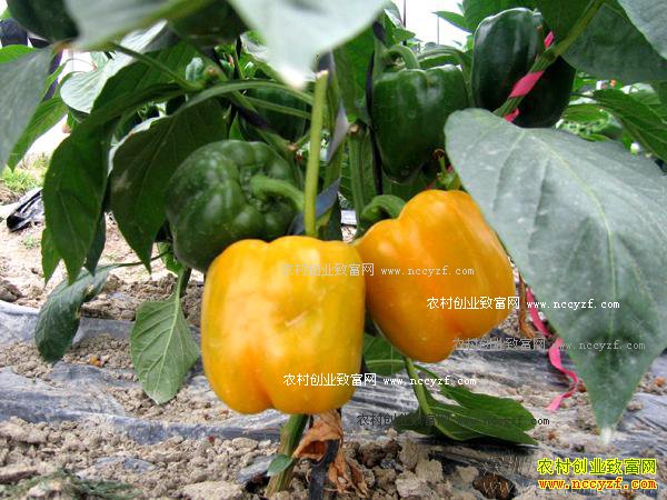 网传转基因食品名单?专家:完全错误